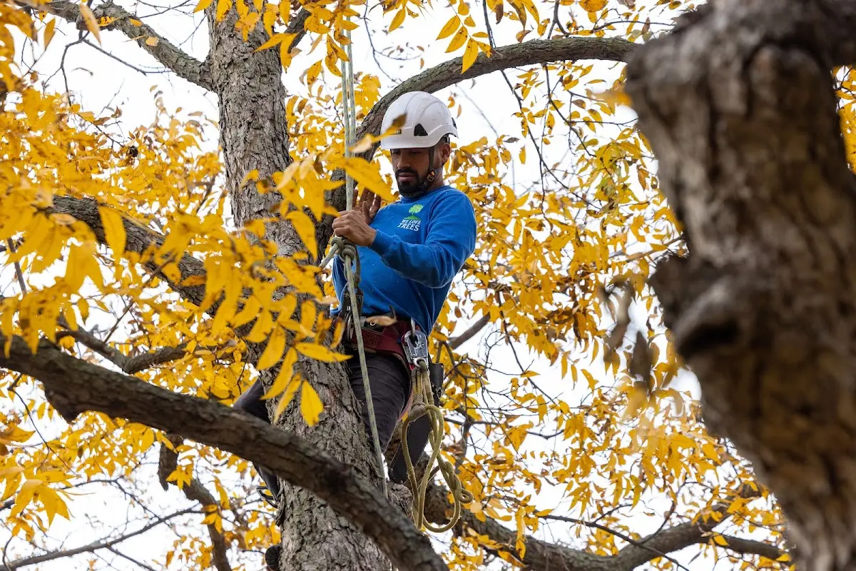 Skilled Storm Damage Cleanup crew working in Rochester
